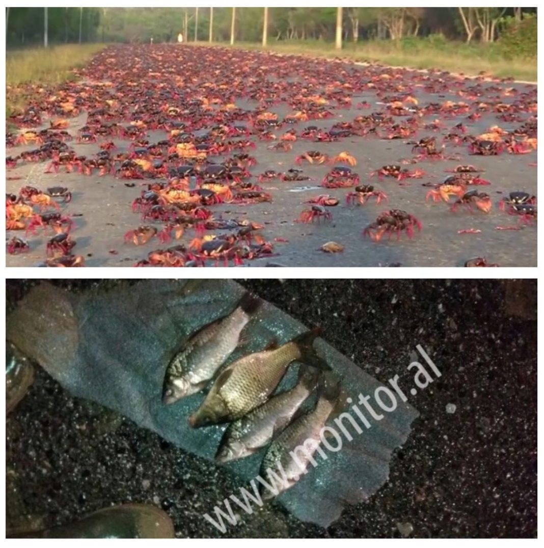 A ngjan uragani në Florida me përmbytjet në Tiranë?