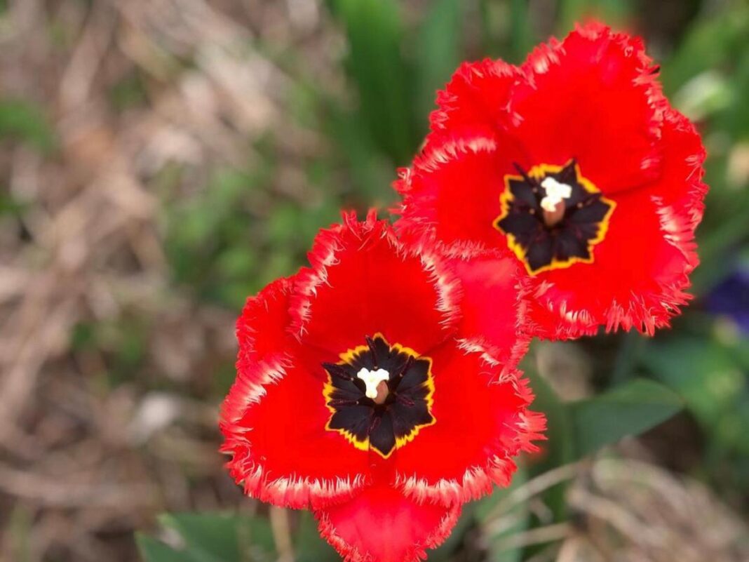 Bimët dhe lulet shqiptare të preferuarat për produkte kozmetike