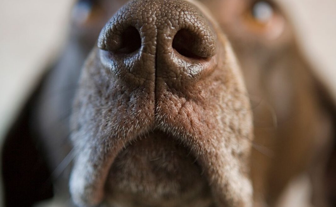 Studimi: Qentë mund të nuhasin stresin te njerëzit