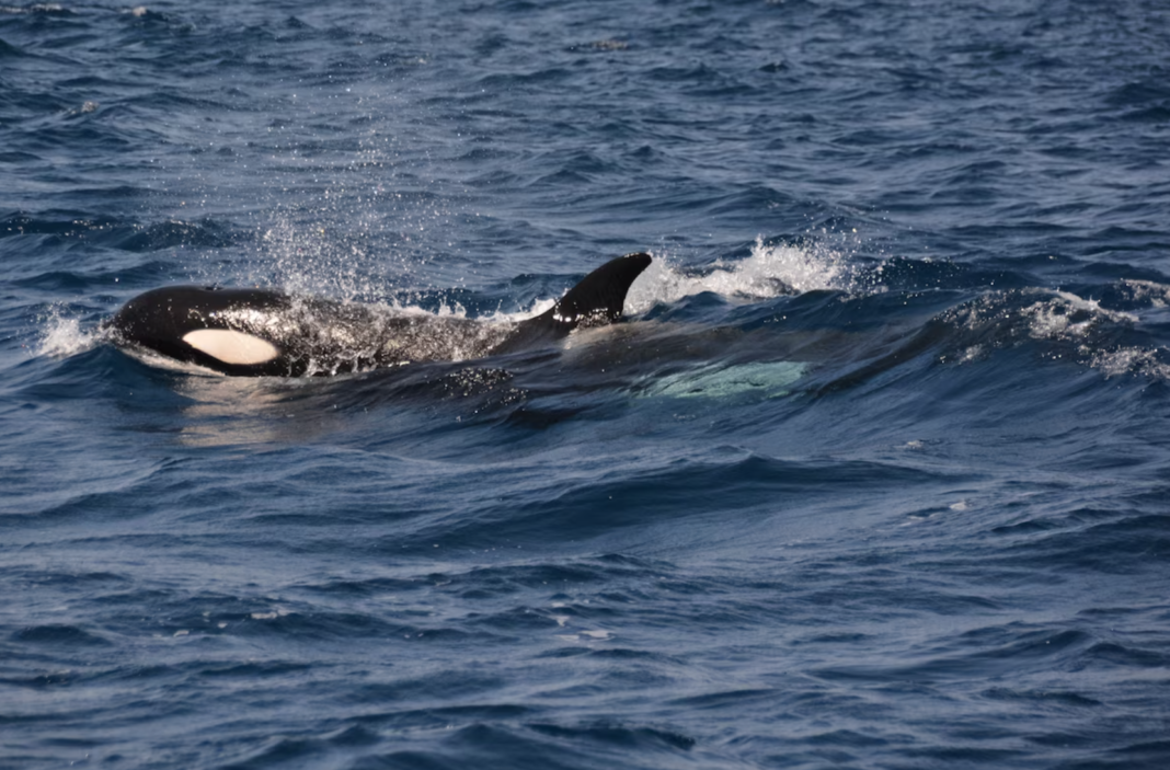 Pse orkat vazhdojnë të fundosin varkat?