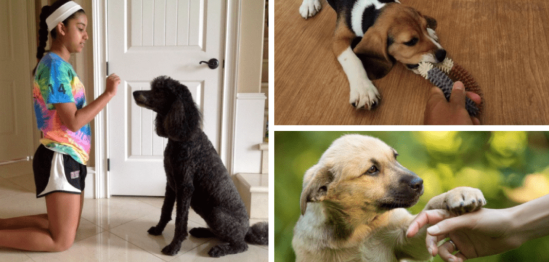 Si të komunikoni më mirë me qenin tuaj