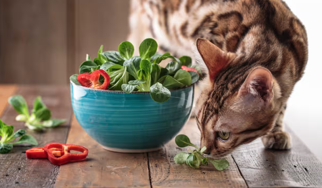 Macet vegane/ Studimi i ri tregon përfitimet e dietës